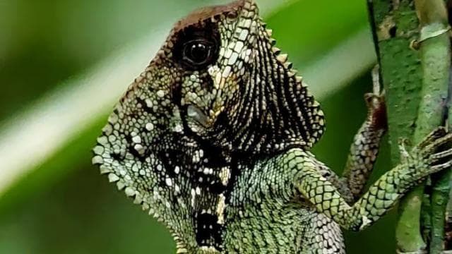 Quepos: Manuel Antonio National Park Guided Tour