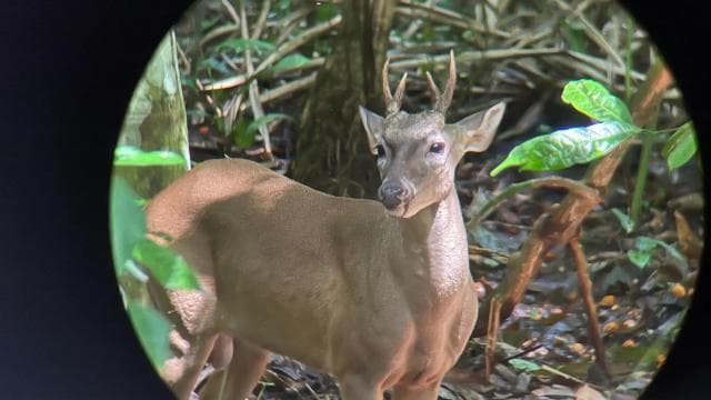 PRIVATE TOUR Manuel Antonio park