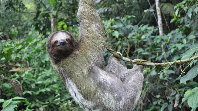 La Fortuna: Arenal Volcano, Hanging Bridges & Waterfall Tour