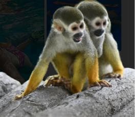 Monkeys and Snorkel Adventure in Sosúa, Puerto Plata