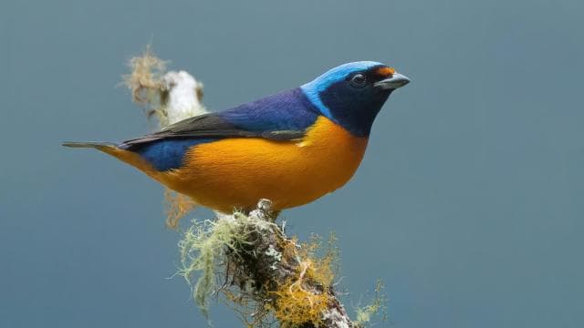 Monteverde: Half-Day Bird Watching Tour