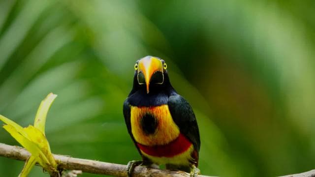 Manuel Antonio: Birdwatching exclusive tour