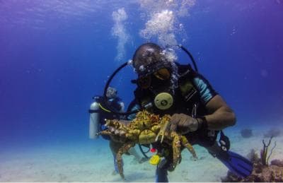 La Romana: Scuba Diving in Catalina Island
