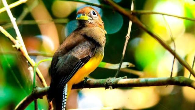 Drake Bay - Bird Watching Tour