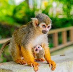 From Bayahibe: Half Day Monkeyland Safari
