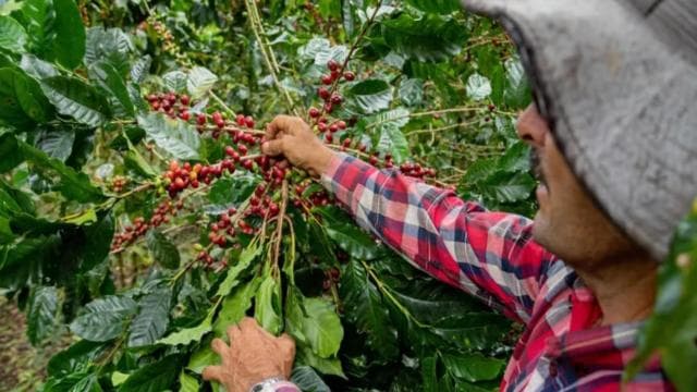 Monteverde: Coffee Tour and Night Walk