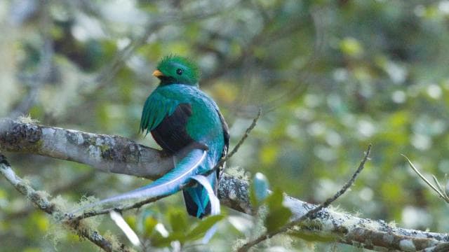 Quetzal: Costa Rica Birdwatching Experience - Los Quetzales
