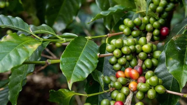 Monteverde: Coffee Tour and Sugar Cane El Pueblo