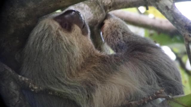 Uvita: Nature Walk at Marino Ballena National Park