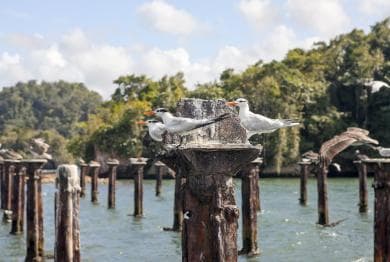 Private: Los Haitises & Cayo Levantado from Samana