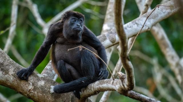 Tamarindo Estuary: Kayak Monkey Tour