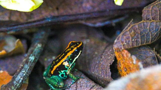 Corcovado National Park: San Pedrillo Station Day Tour