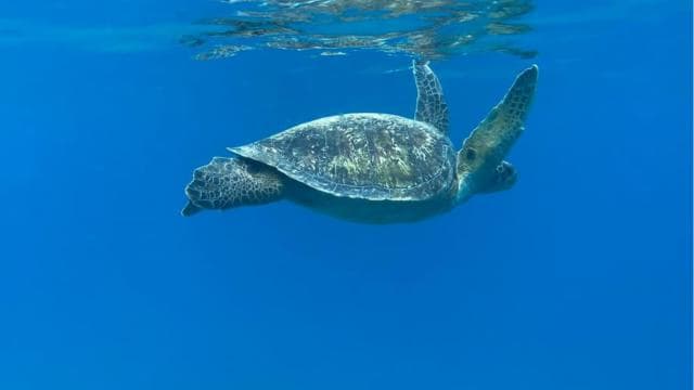 Uvita: Snorkeling at Caño Island