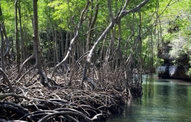 4in1: Los Haitises+ Kayaking+ Natural Pools+ Montana Redonda