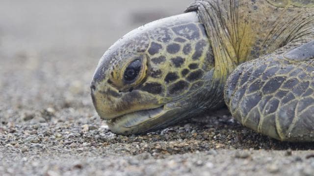 Tamarindo: Turtle Nesting Tour Tamarindo, Guanacaste, CR