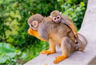 From Bayahibe: Half Day Monkeyland Safari