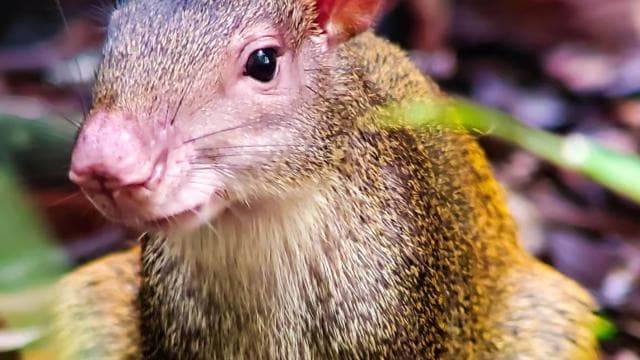 Manuel Antonio National Park: Private Nature Experience