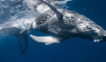 From Samaná: Whale Watching and Cayo Levantado Boat Tour