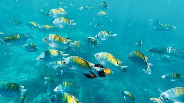 From Jacó: Isla Tortuga Small-group Adventure Tour
