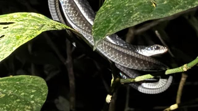 Limon: Night Walk & Rainforest Experience