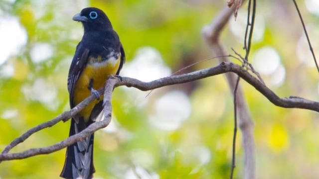 Private Avellanas Wildlife Walk