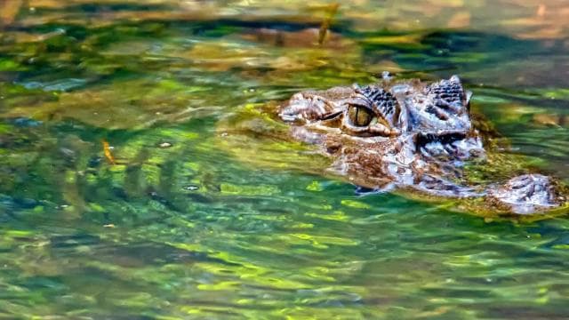 Tortuguero: Three Days & Two Nights All Included Tortuguero