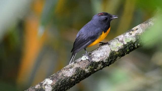 Monteverde: Exploring the Cloud forest