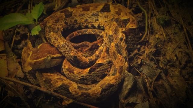 Drake Bay: Wildlife Tour at Night with Naturalist Guide