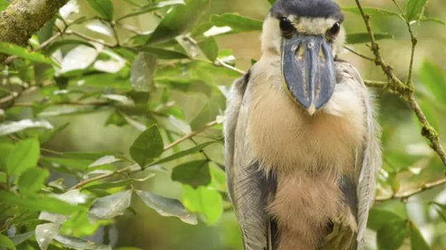 La Fortuna: Bird Watching Tour at Natura Park