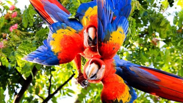 Drake Bay - Bird Watching Tour