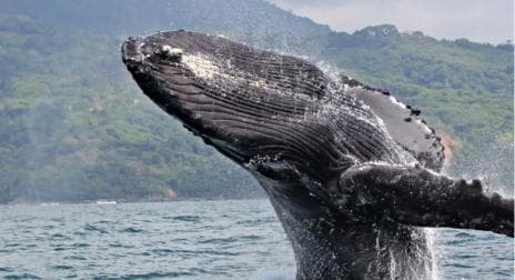 Las Terrenas: Private Whale Watching Half day