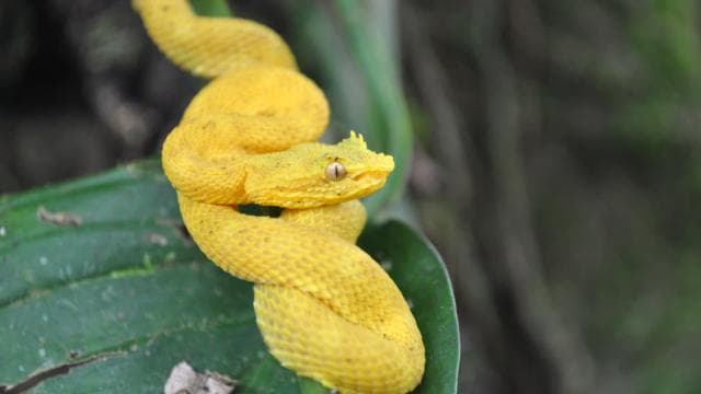 La Fortuna: Half-Day Wildlife Safari Float