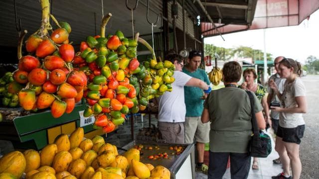 San Jose: Market Delights and City Sights with a Local