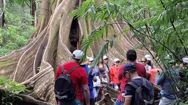 Rio Celeste Waterfall: Rain Forest Hike & Sloth Observation
