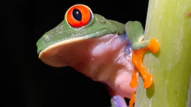 Manuel Antonio National Park Night Tour