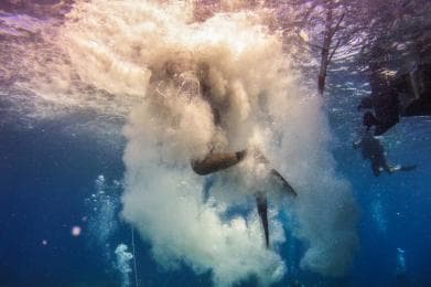 La Romana: Scuba Diving in Catalina Island