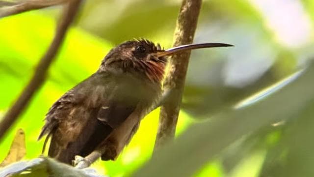 PRIVATE TOUR Manuel Antonio park