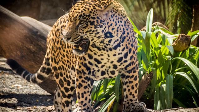 Diamante Eco Adventure Park: Wildlife Sanctuary Pass