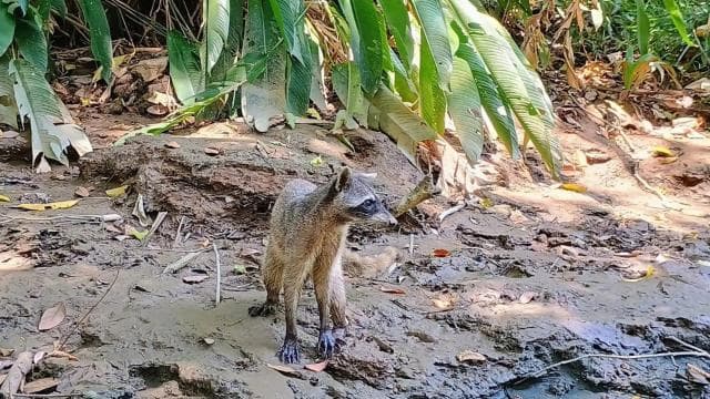 Manuel Antonio: Kayak Tour in the Mangroves to see animals