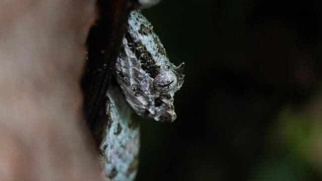 Fortuna: Arenal Volcano Rainforest Night Tour (Private)