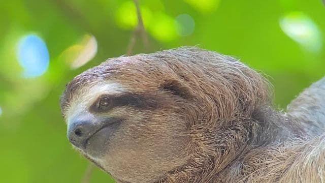 Manuel Antonio National park: All inclusive 8 hours tour