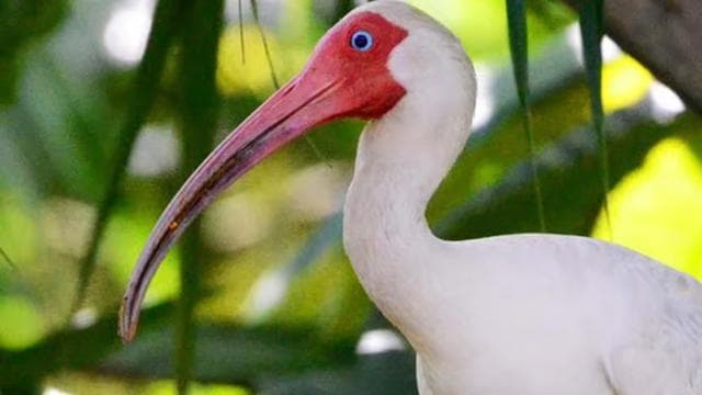 Damas Island: Mangrove Boat Tour