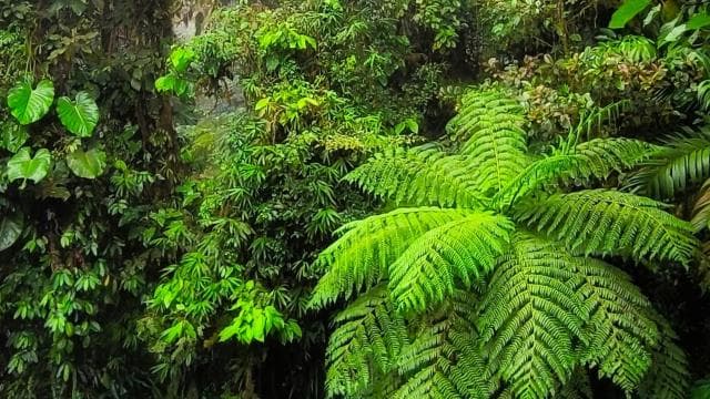 Monteverde: Exploring the Cloud forest