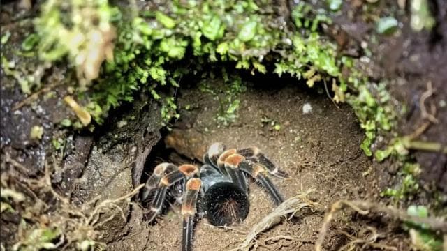 Santa Elena: Private Guided Walk in the Cloud Forest Reserve