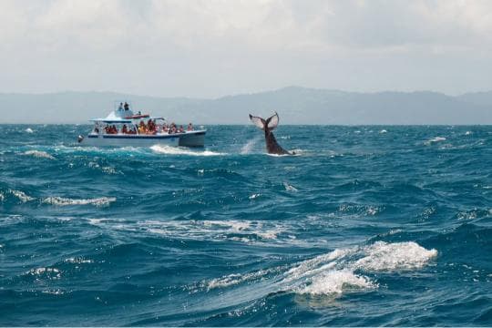 Miches Whale Watching + Laguna Limón Kayaking Tour — Meeting Point in Miches