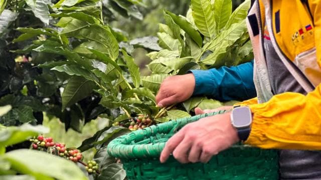 Monteverde: Coffee Farm & Roastery Tour with Tasting