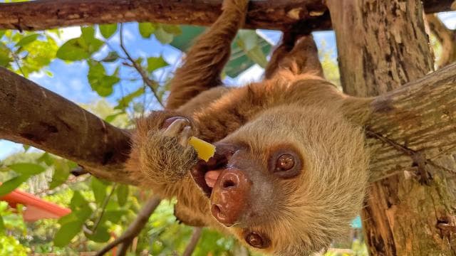Guanacaste: Diamante Adventure Park All-Day Adventure Pass