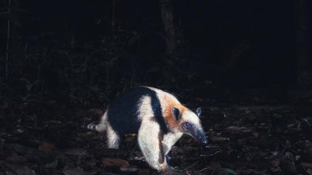 Tamarindo Night Walk