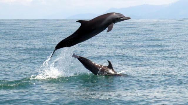 Marino Ballena National Park: Watching Whales and Dolphins