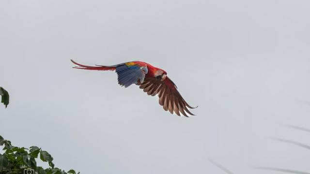 Uvita: Birdwatching